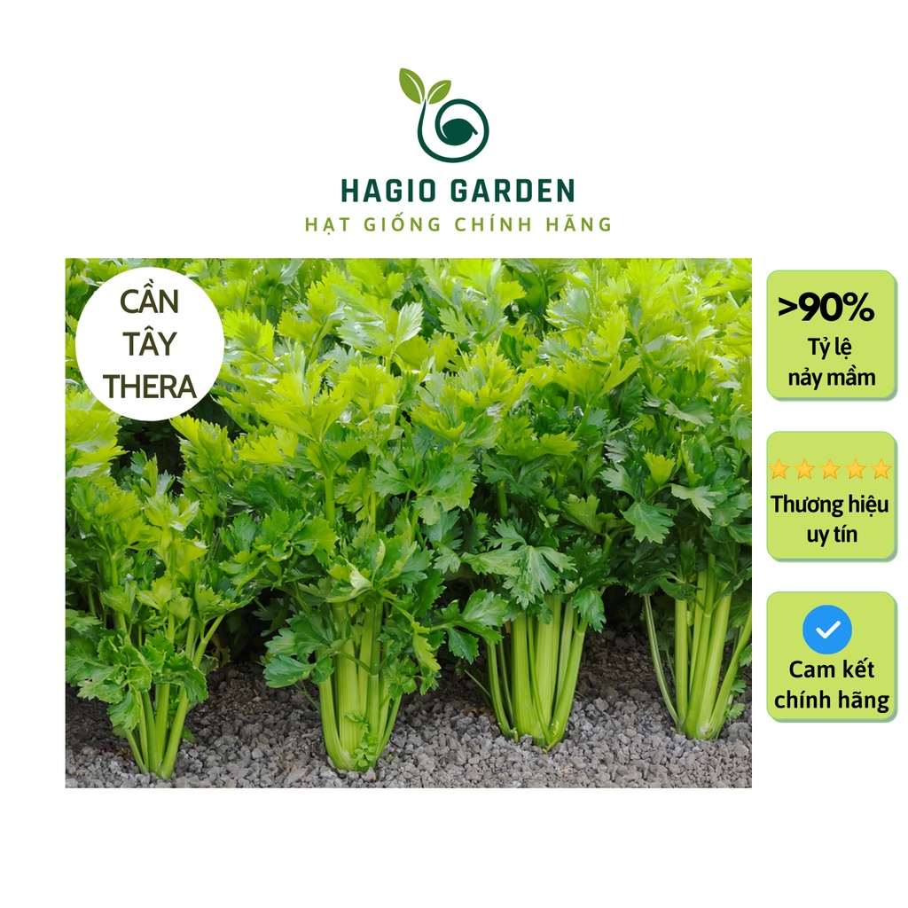 Hạt giống cần tây Thera chính hãng Rạng Đông trồng quanh năm, hạt giống rau củ quả HAGIO