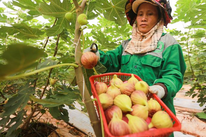 Hạt giống sung mỹ f1. túi 10 hạt kèm quà tặng
