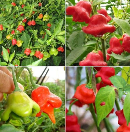Hạt Giống Ớt Hoa Hồng ,ớt chuông gió-Gói 10 hạt-tặng kèm gói phân bón lót