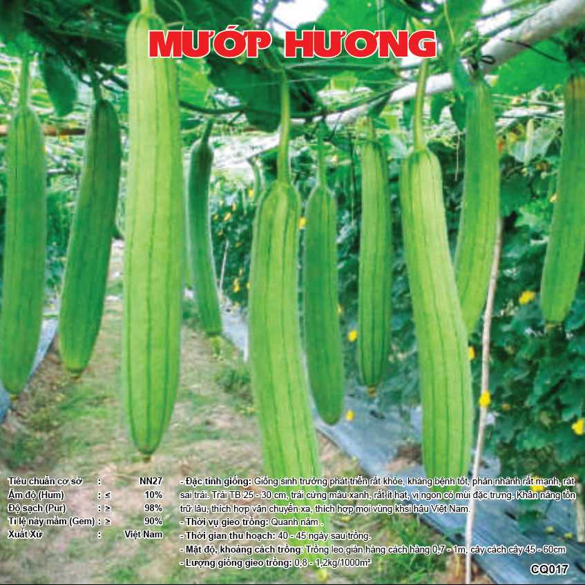 Hạt giống mướp hương cao sản CQ017, siêu quả, rất thơm, quả thon dài, dễ trồng, dễ chăm sóc, cây khoẻ, năng suất cao