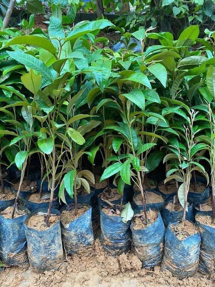 CÂY GIỐNG VÚ SỮA MICA (thơm ngon, vỏ mỏng)