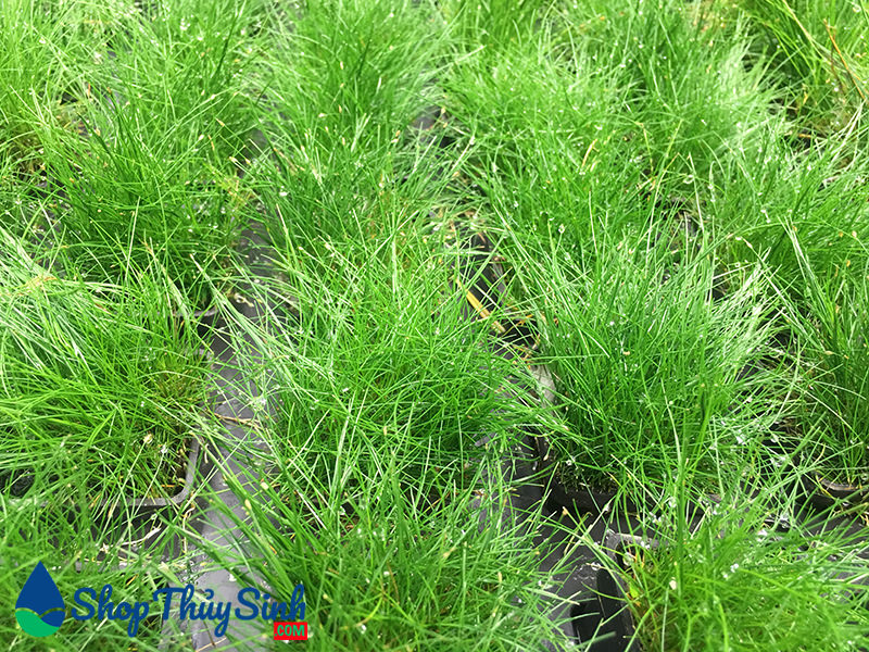 Cây trải nền ngưu mao chiên lùn
