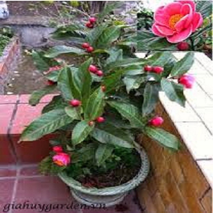 C2aEd7TTsECVEUUNOpas_simg_d0daf0_800x1200_max.jpg