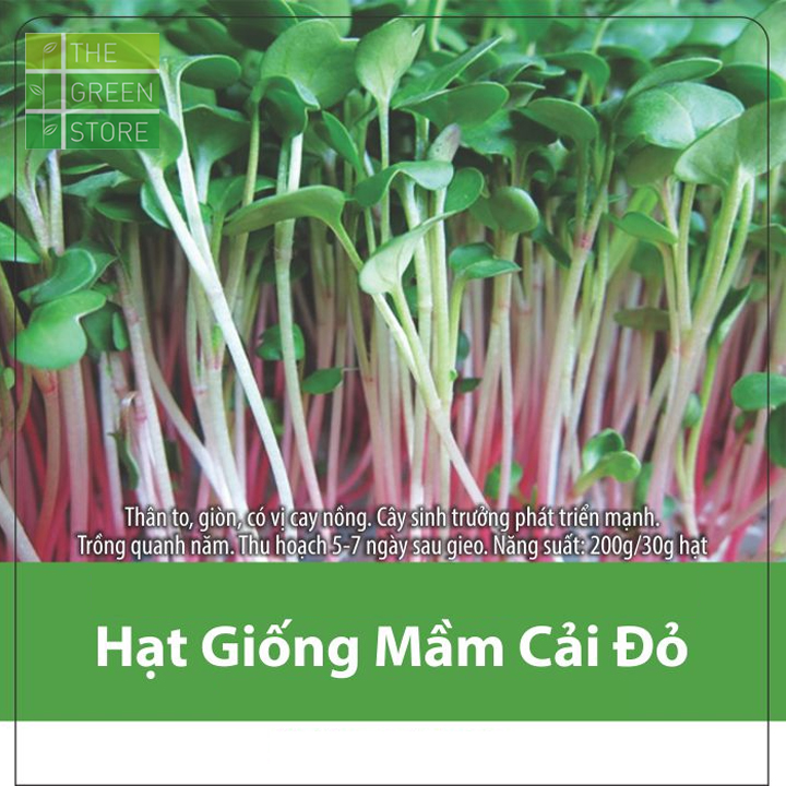 Hạt giống rau mầm củ cải đỏ 100g