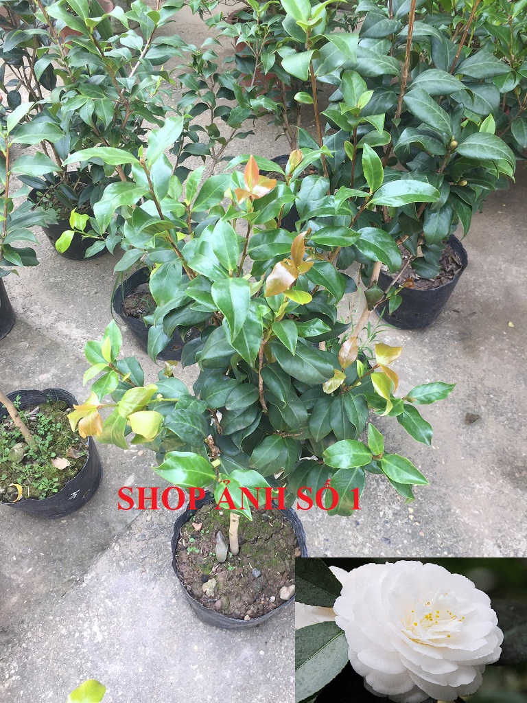 Cây TRÀ MY CỔ TRẮNG, hoa cực đẹp, chậu thân to, tán rộng RA HOA ĐÚNG TẾT chậu nhỡ