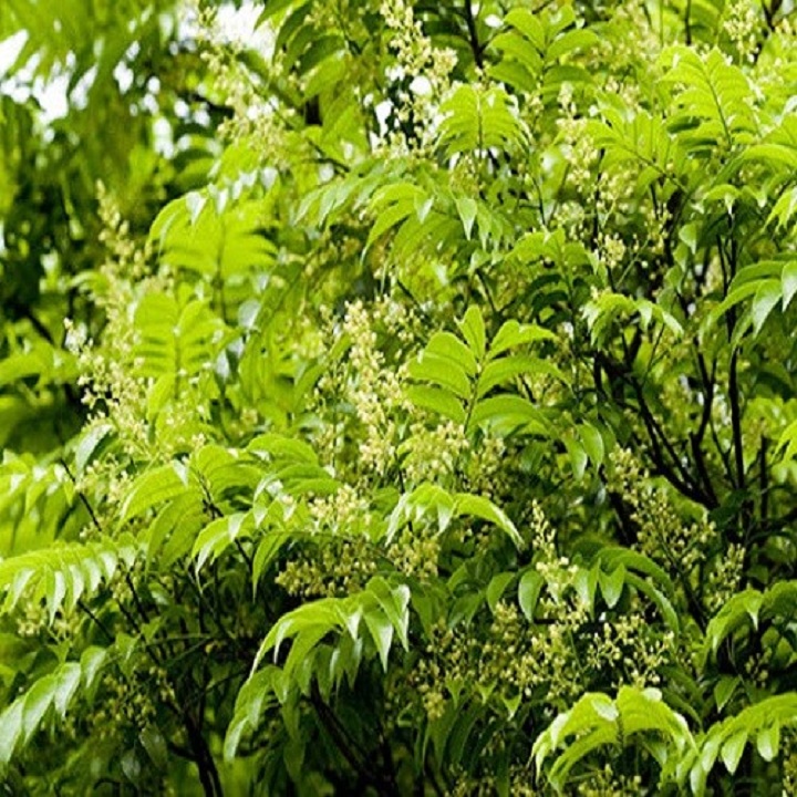 Cây giống sấu hạt cho quả sai trĩu