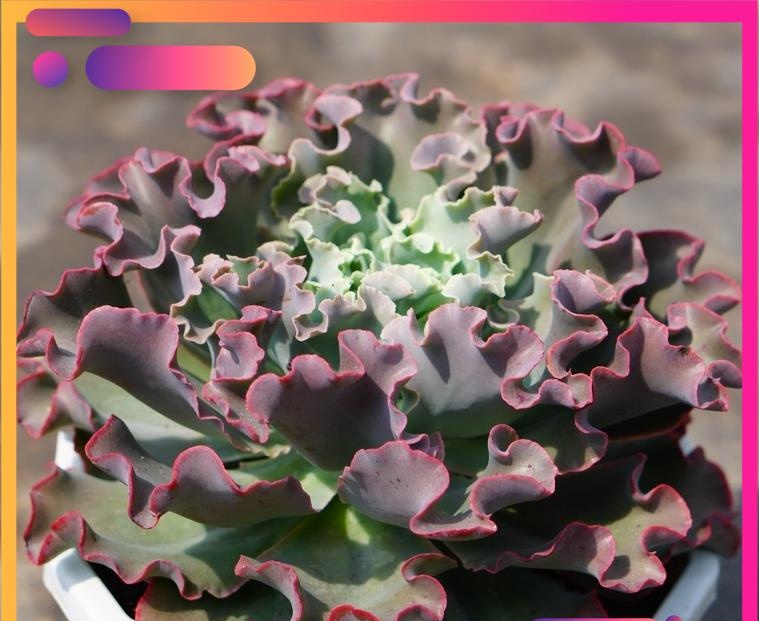 Sen Đá Bắp Cải Xoăn SIÊU TO khổng lồ 22cm, Bao khỏe, đẹp, dễ trồng, Hàng Đà Lạt thuần khí hậu, Lỗi 1 đổi 1