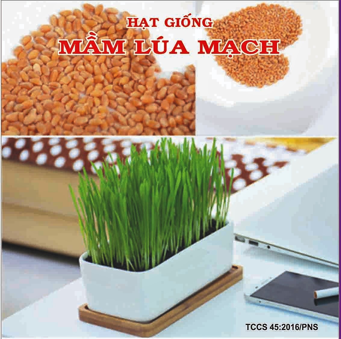 Gói 100gram hạt giống mầm lúa mạch Italia Hàng công ty uy tín chất lượng