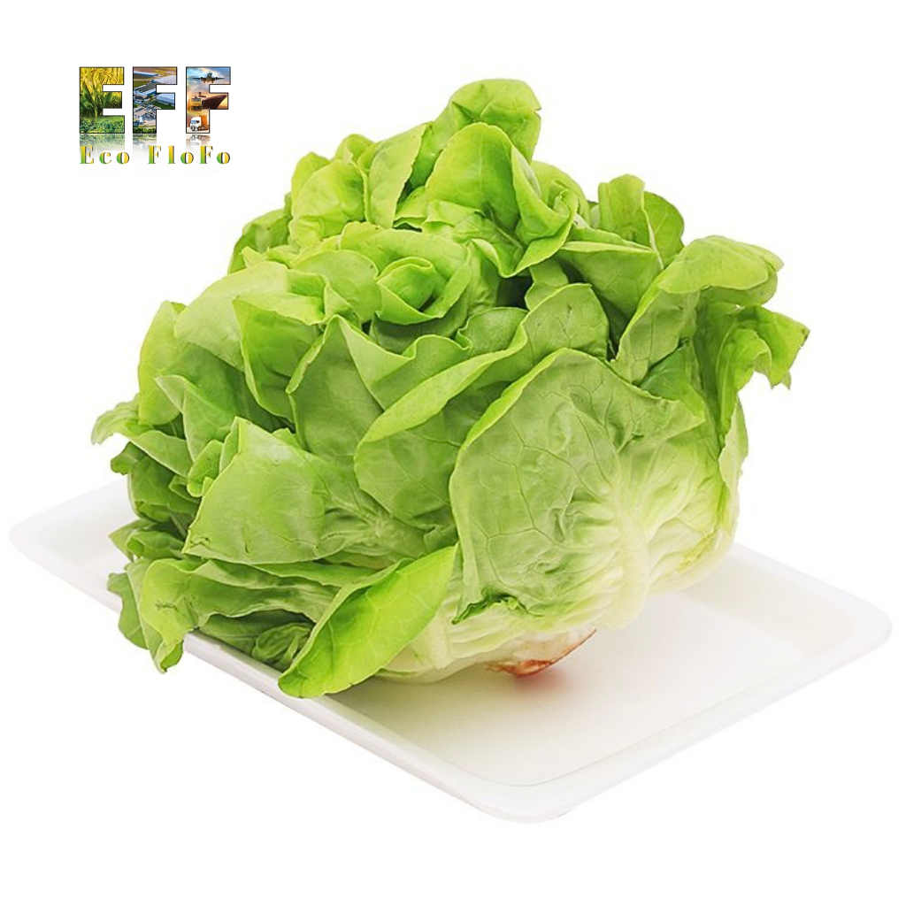 1 Thùng 8Kg Xà Lách Mỡ Canh Tác Trên Đất Đà Lạt Eco FloFo (Chỉ Bán Hàng Loại A+ Được Tuyển Chọn Để Xuất Khẩu)