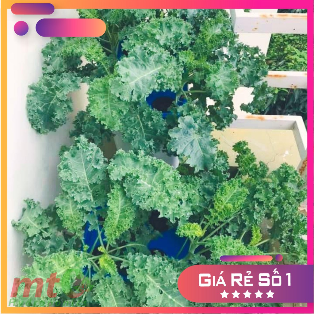 [HCM]Thùng Thủy Canh Tĩnh Trồng Rau Ăn Lá - Tặng Viên Nén Ươm Hạt