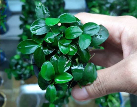 Cây ráy “nana tàu” lá nhỏ
