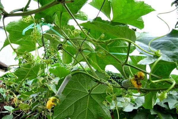 Hạt Giống Mướp Siêu Nụ Gói 1gr