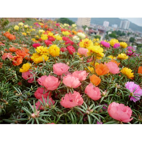 200H Hạt Giống Hoa Mười Giờ Kép Mỹ-Mix Nhiều Màu ( Portulaca )