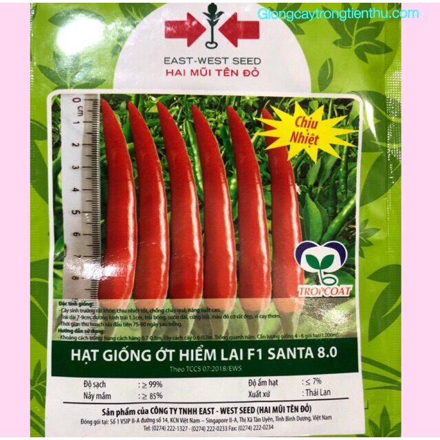 Hạt giống ớt hiểm lai f1 santa 8.0