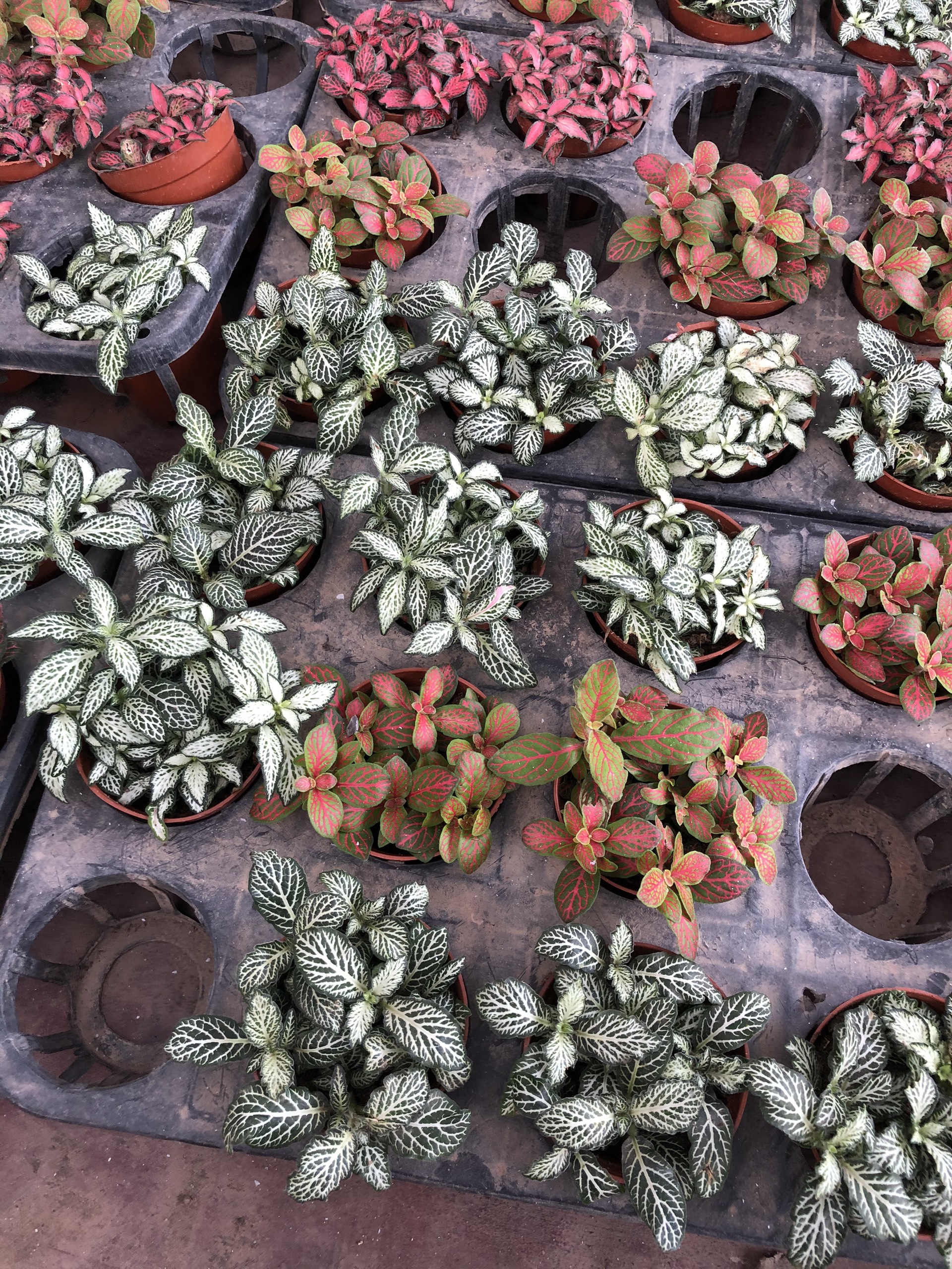 Cẩm nhung (cây may mắn), cam kết hàng đúng mô tả, chất lượng đảm bảo an toàn đến sức khỏe người sử d