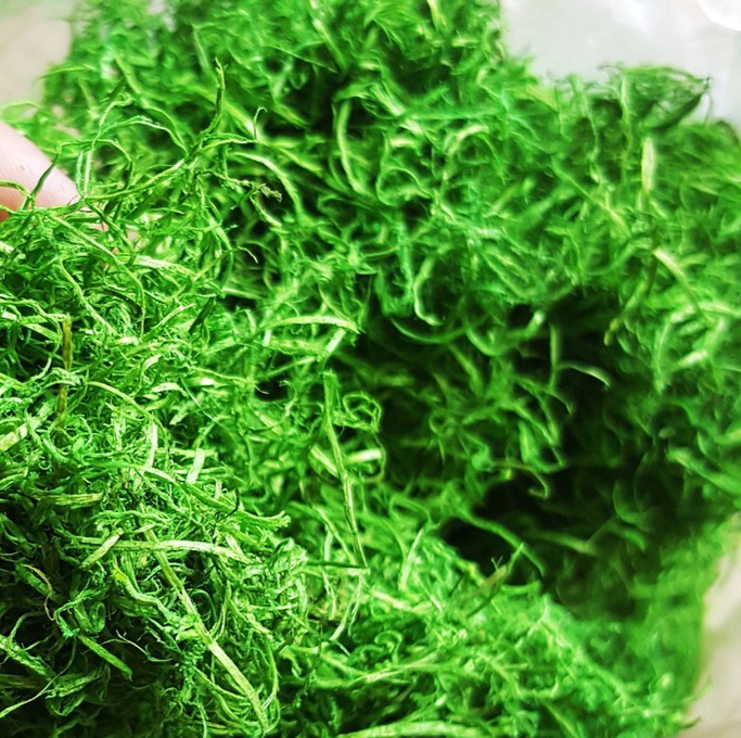 Cỏ sợi 10gr trang trí mô hình cây mini terrarium nhà búp bê M2085