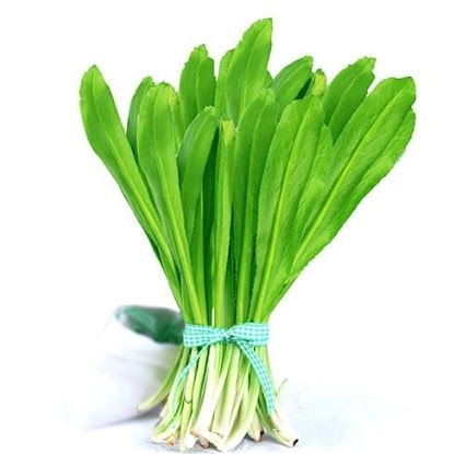 Hạt giống ngò gai mùi tầu răng cưa