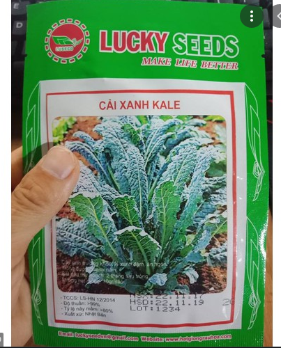 Cải Xanh Kale