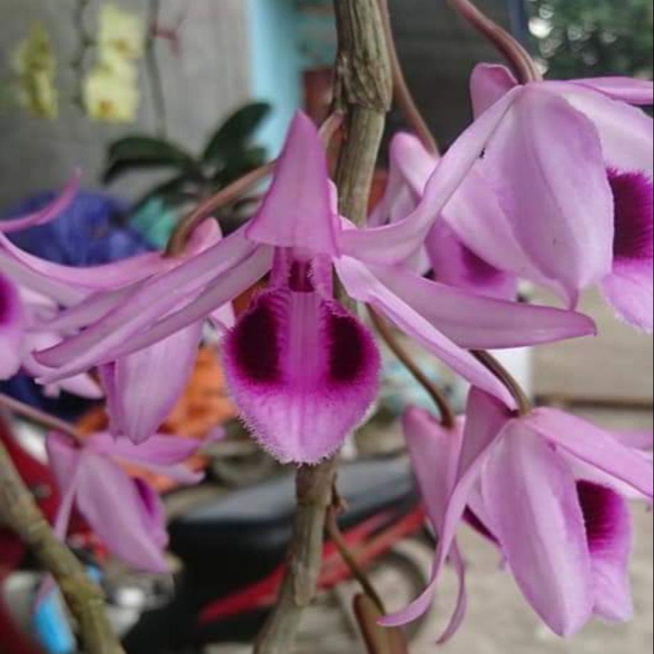 Phi điệp tím Thái nguyên (chính chủ)