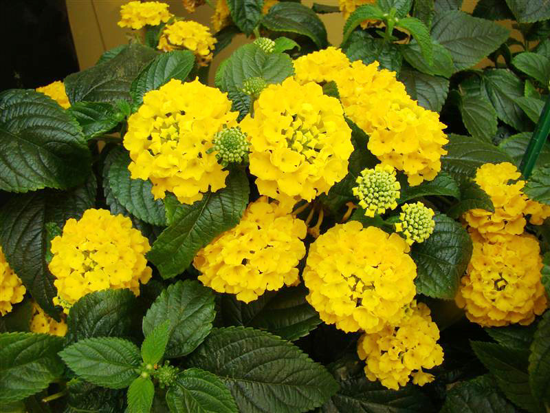 Chậu cây hoa Ngũ Sắc Vàng - Cây đang xanh tốt cực hiếm