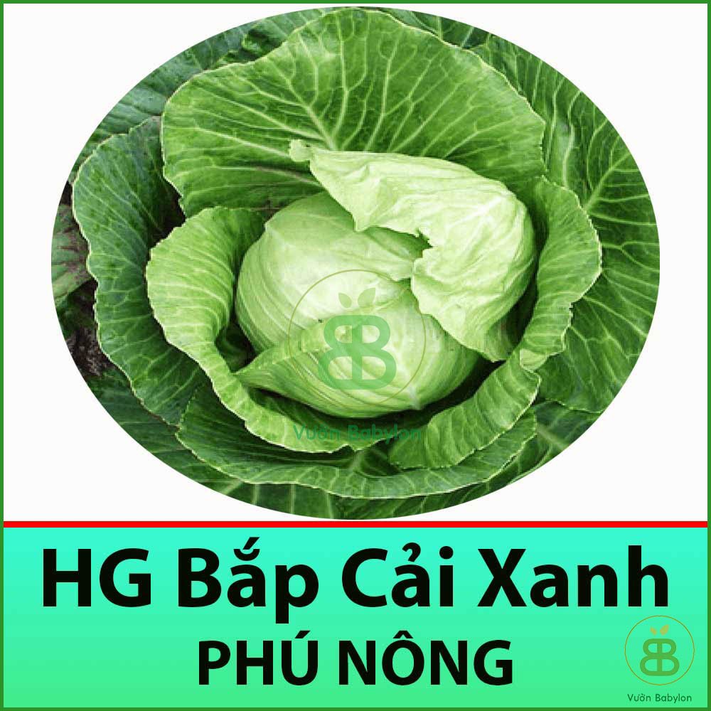 Hạt Giống Bắp Cải Xanh 0,3Gr Chịu Nhiệt, Năng Suất Cao