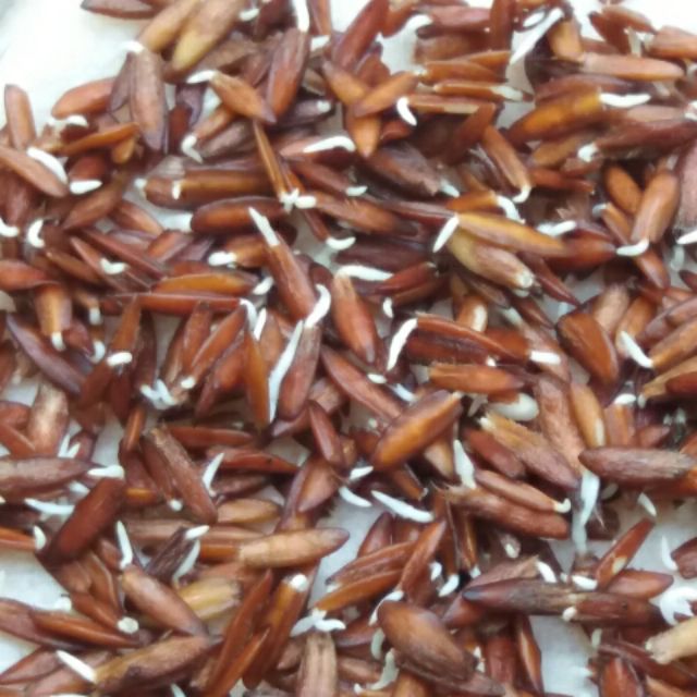 Hạt giống lá giang