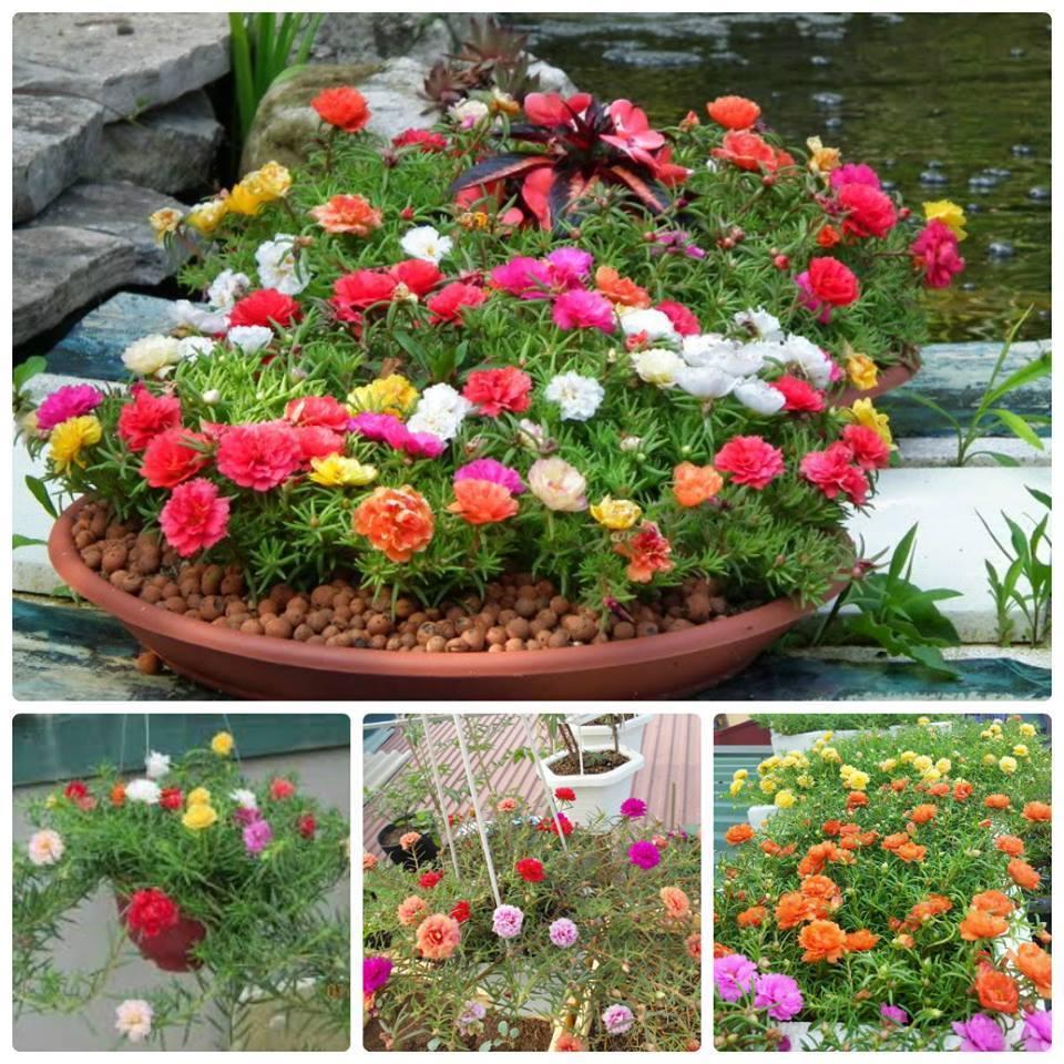 Hạt Giống Hoa Mười Giờ Nhiều Màu (200 Hạt)