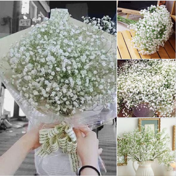Hạt giống hoa Baby trắng - gói 100 hạt
