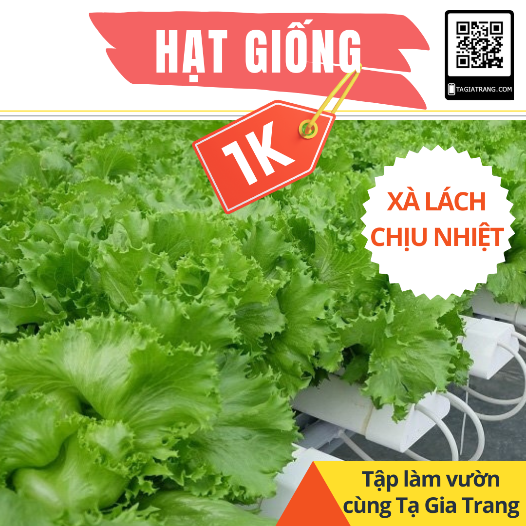 [Only 1K] - 50 Hạt giống xà lách chịu nhiệt Minetto - Làm vườn tập sự cùng Tạ Gia Trang
