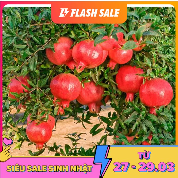 275A Hạt Giống Lựu Đỏ Lùn (10 Hạt)