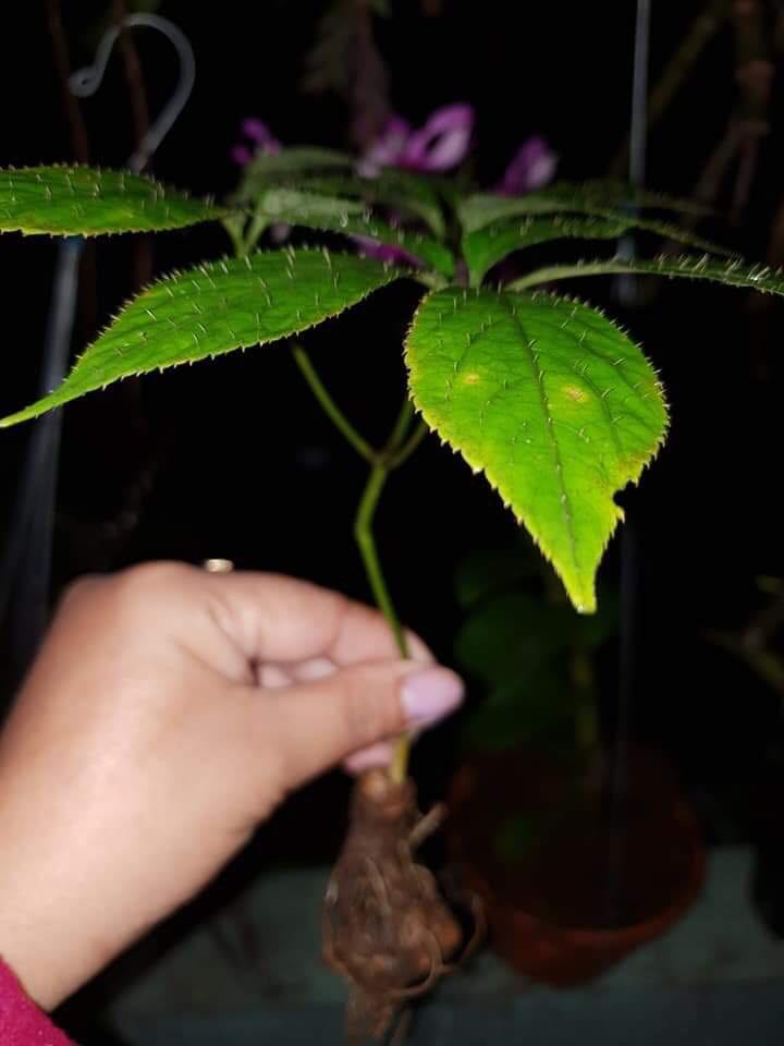 CÂY GIỐNG SÂM NGỌC LINH