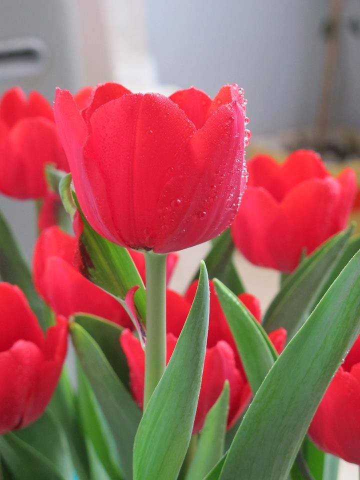 5 củ giống hoa tulip hoa màu đỏ