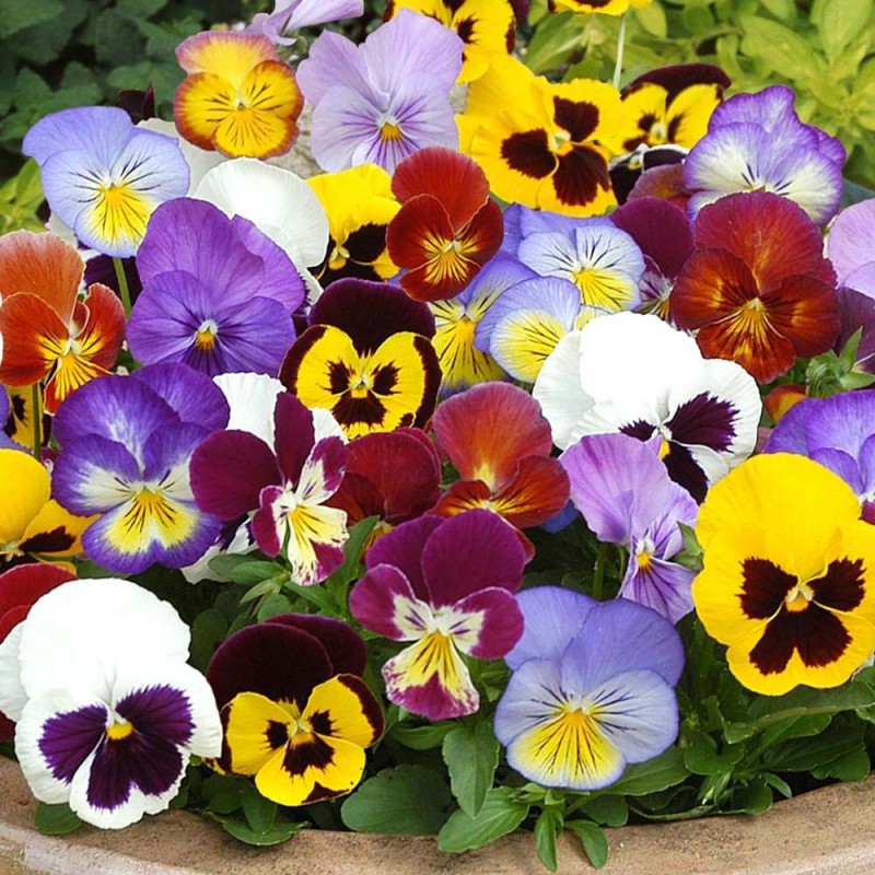 Hạt giống HOA BƯỚM VIOLA MIX