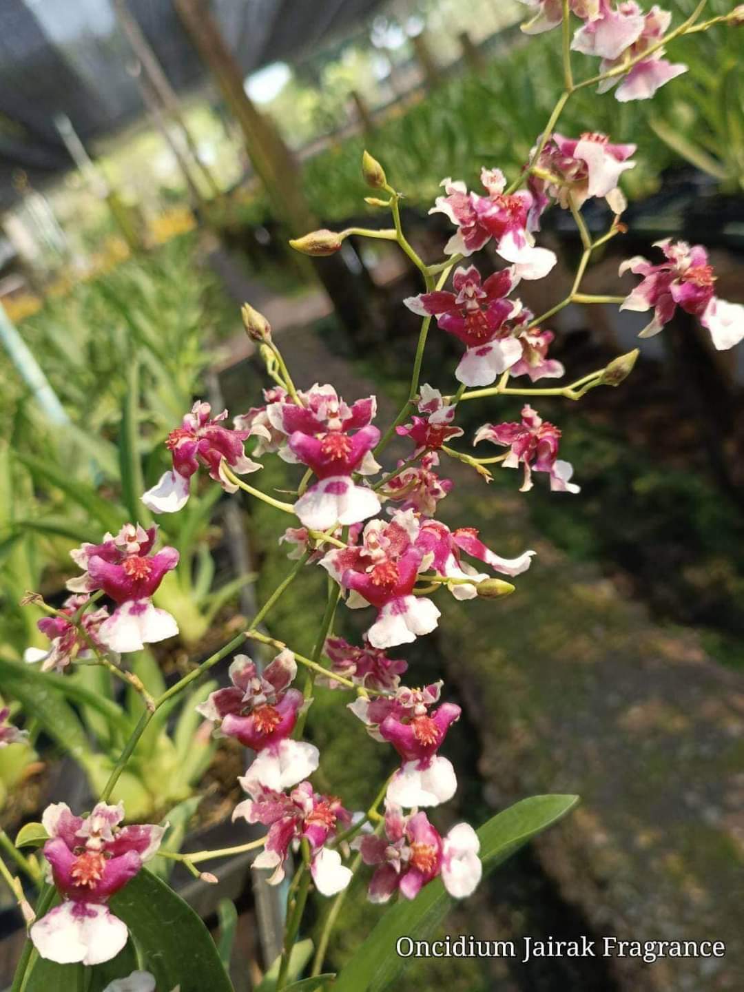 Hoa lan Vũ nữ Jairak Fragrance hoa thơm, cây giống nhập Thái lan
