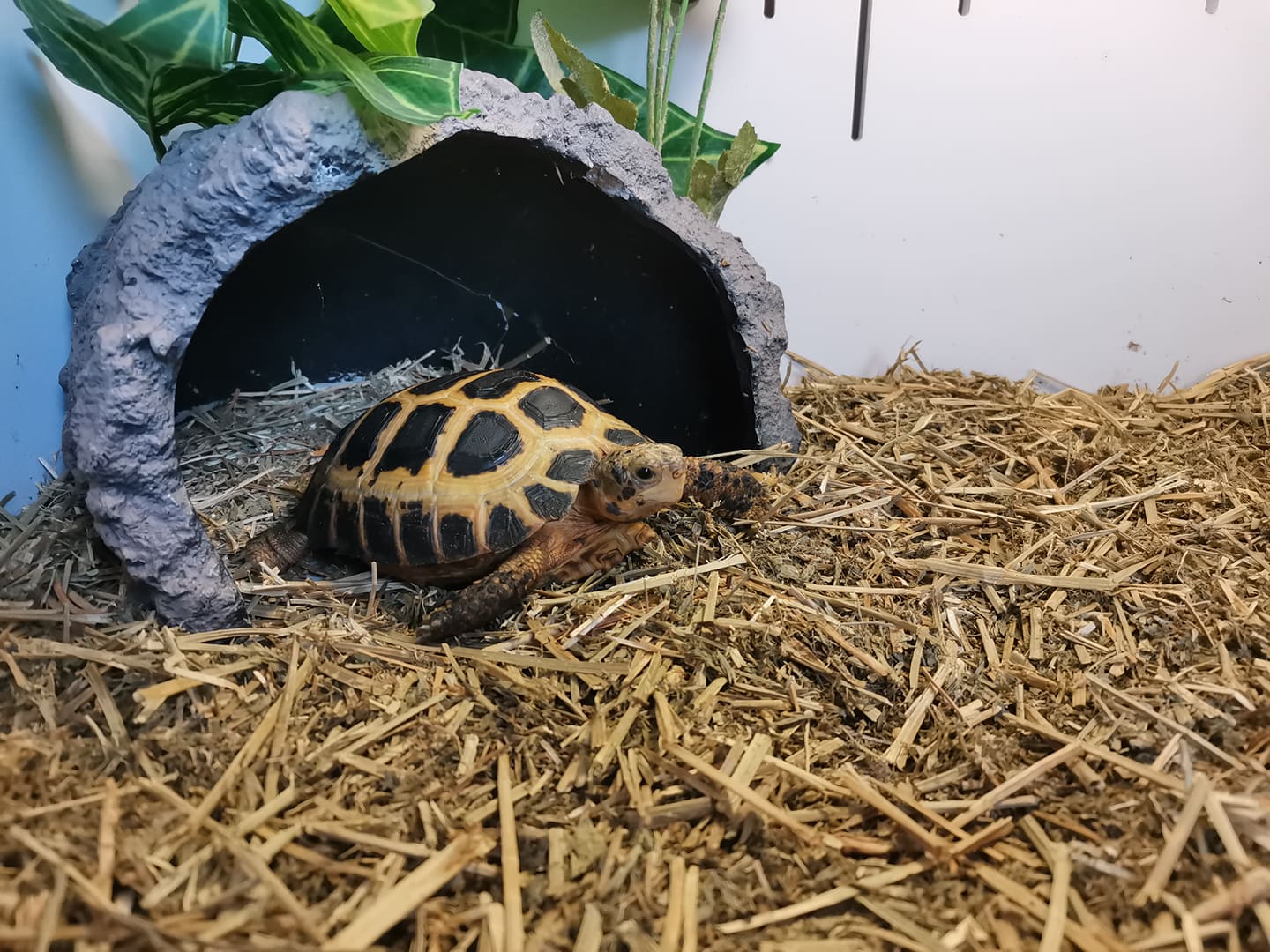 Cỏ Alfalfa dùng để làm thức ăn và lót nền cho rùa, bò sát, nhím, chuột hamster...