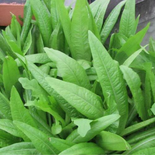 Hạt giống rau diếp thơm f1. túi 5 gram kèm quà tặng