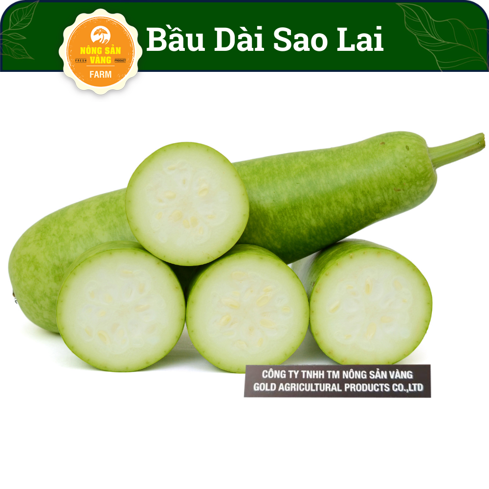Hạt giống bầu sao lai thân leo, rễ phát triển mạnh, năng suất cao - nông sản vàng