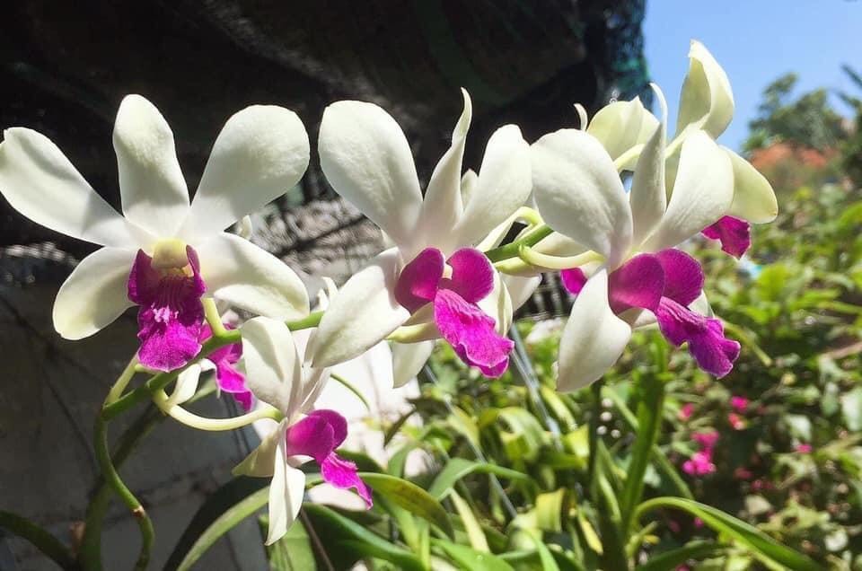Hoa lan denro 5 cánh trắng quốc dân
