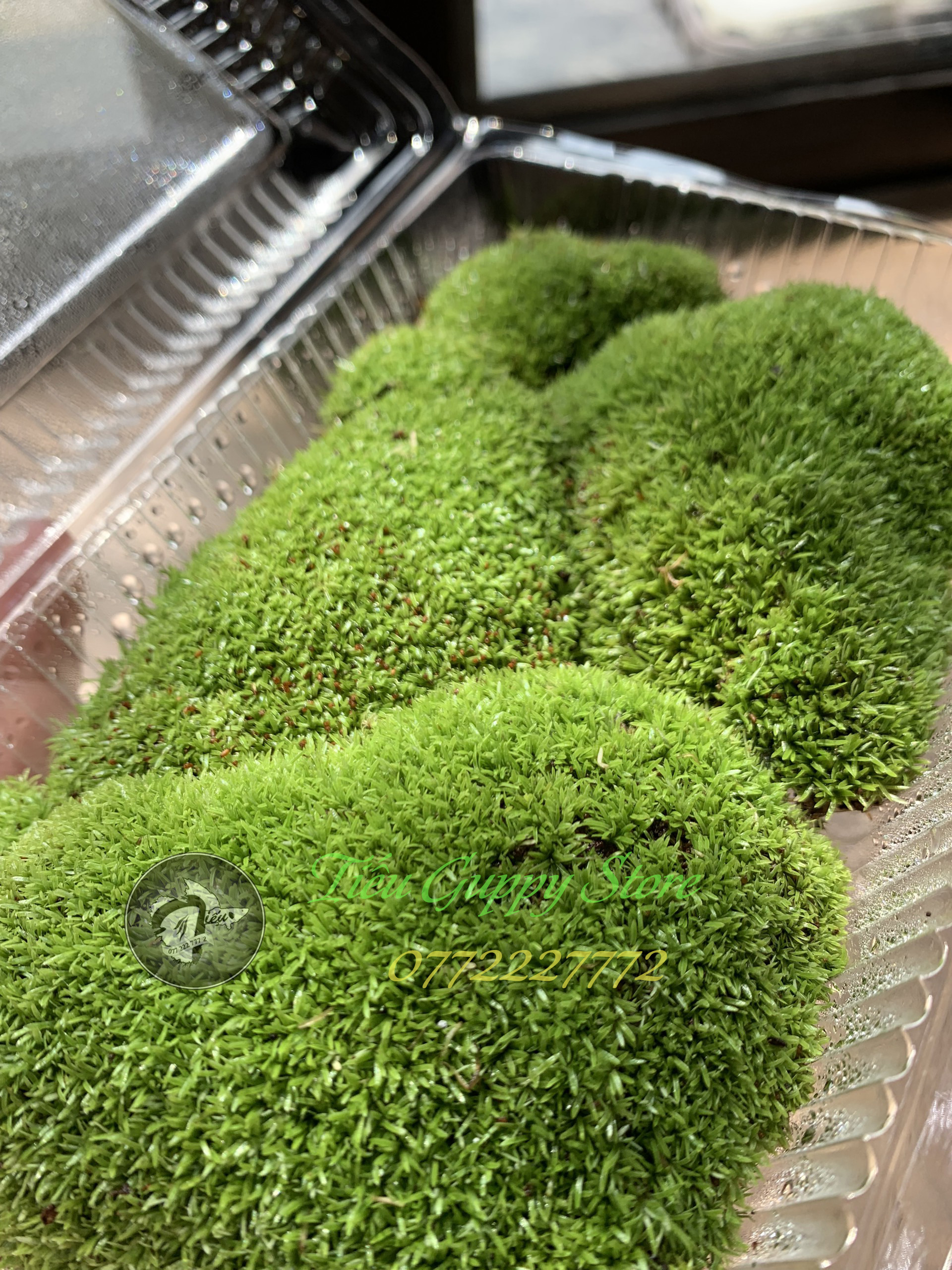 Rêu cỏ - rêu chuyên dụng để setup hồ bán cạn, hồ terrarium, hòn non bộ
