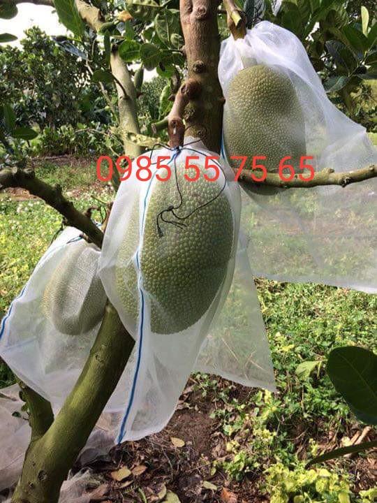 10 túi lưới bao mít có dây rút