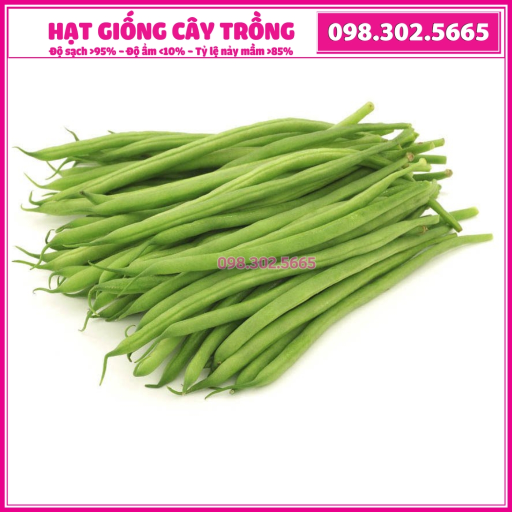Hạt giống đậu cove bụi cao sản chịu lạnh, kháng sâu bệnh - gói 50gr - hạt giống chất lượng cao