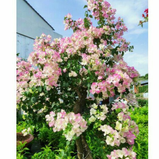 Chậu hoa giấy phớt hồng
