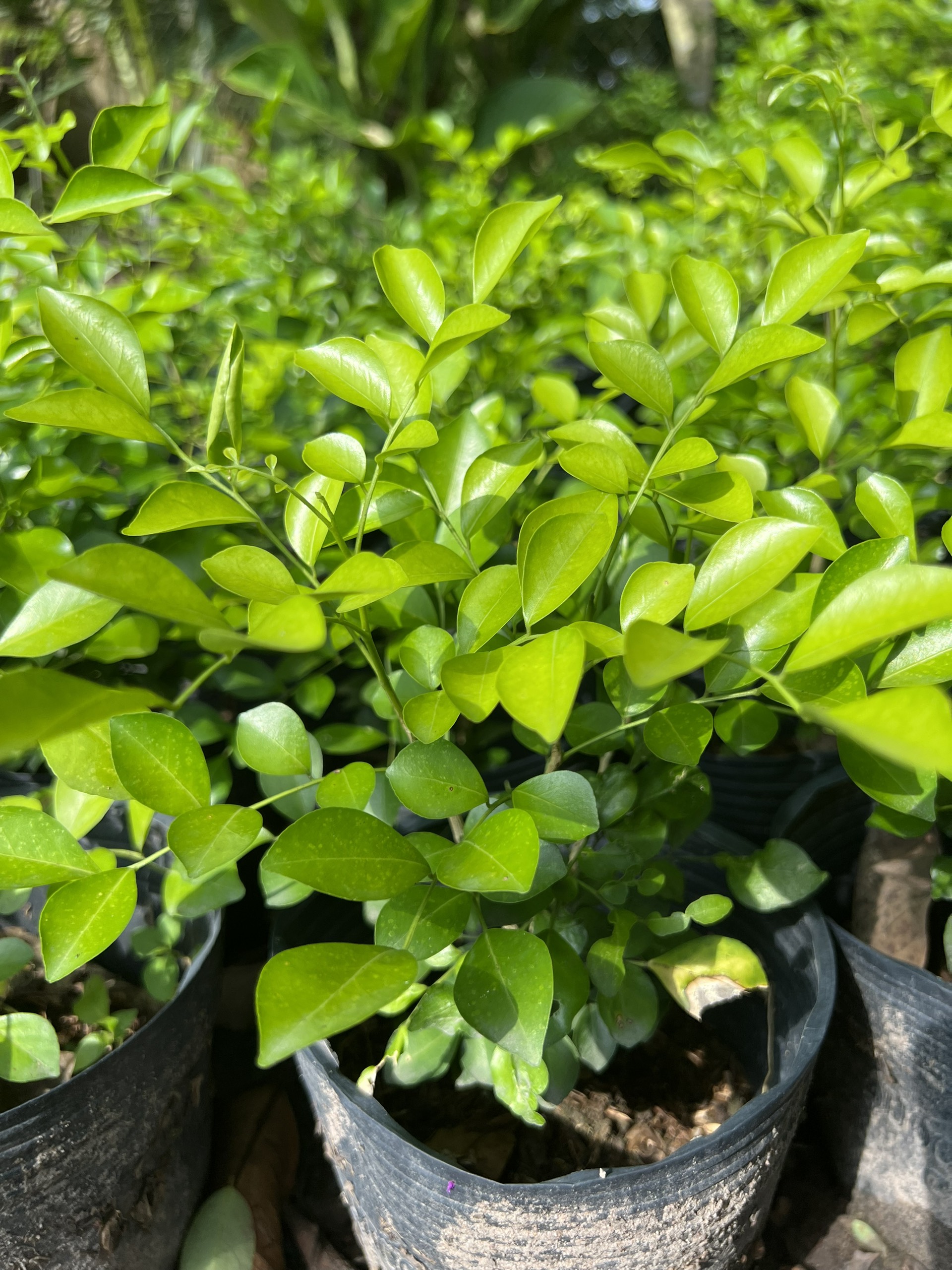 Cây nguyệt quế