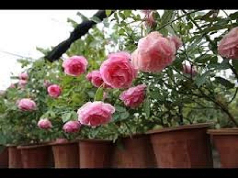 CÂY GIỐNG Hoa hồng bungari