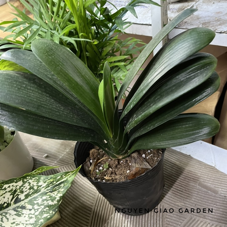 Cây lan quân tử trang trí nội thất