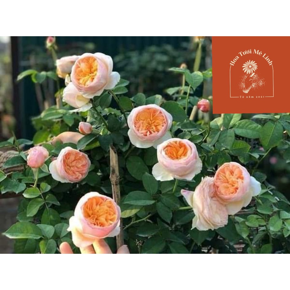 Hoa hồng Tree Thân Gỗ Juliet Rose Hoa Hồng Triệu Đô Siêu Phẩm