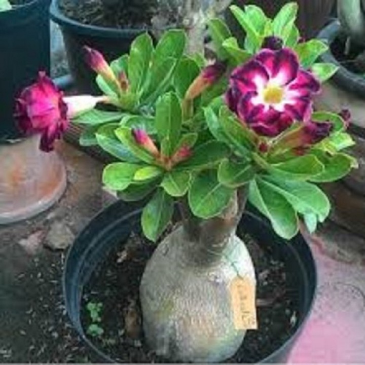 ây Hoa sứ thái kép nhiều màu , được chọn màu