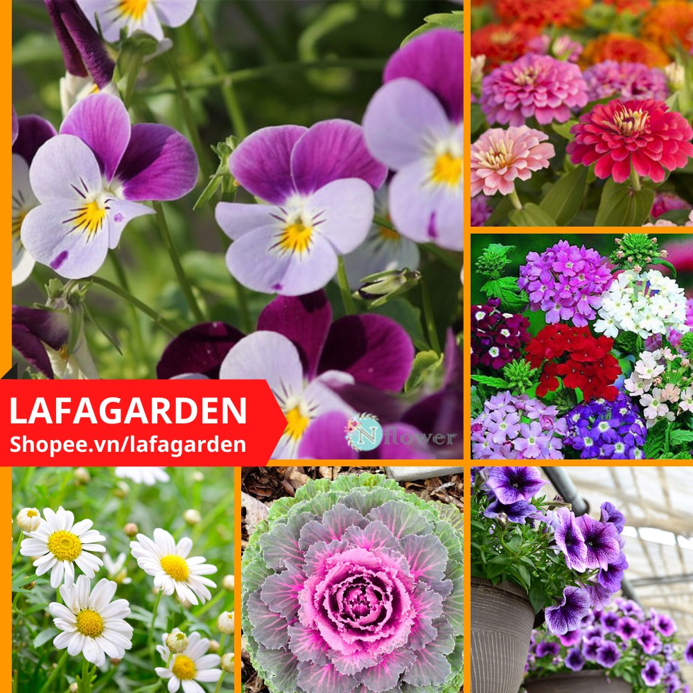 Hạt giống hoa DLSeeds các loại hạt giống hoa dễ trồng màu sắc đẹp gói từ 0,1G đến 5G giống hoa bản địa thuần khí hậu