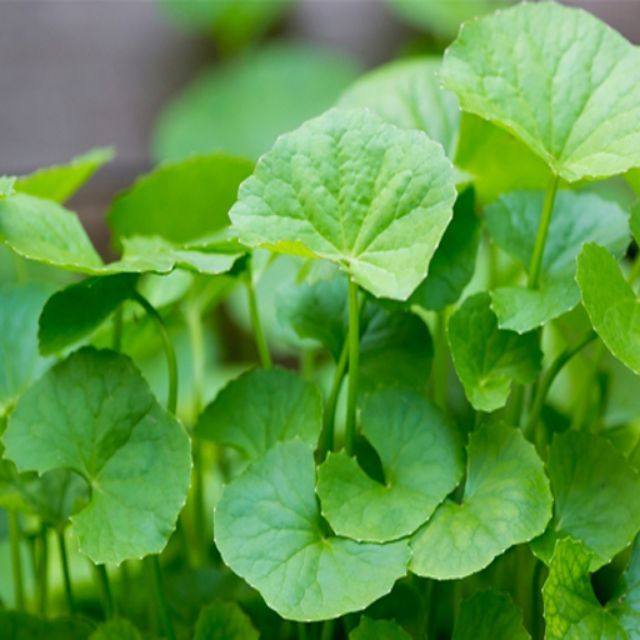 Gói 200 hạt rau má lá nhỏ