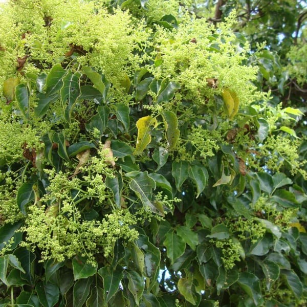 COMBO 5 CÂY NHỘI GIỐNG